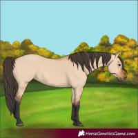 Horse Color:Bay Dun 