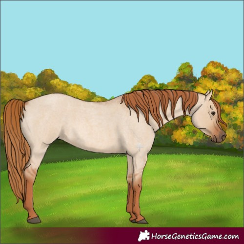 Horse Color:Red Dun Roan 