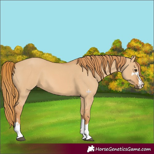 Horse Color:Red Dun 