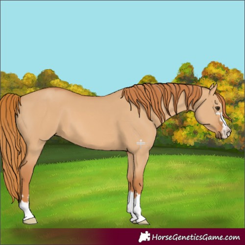 Horse Color:Red Dun 