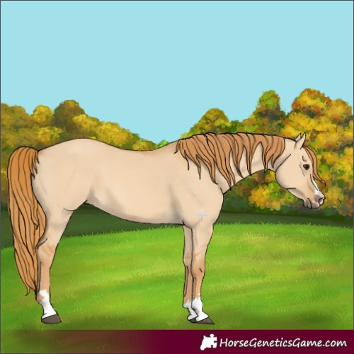 Horse Color:Red Dun 