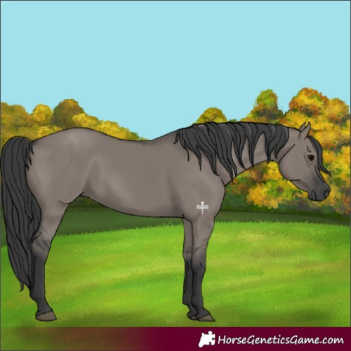 Horse Color:Grullo 