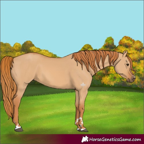 Horse Color:Red Dun 