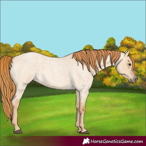 Horse Color:Red Dun Roan 