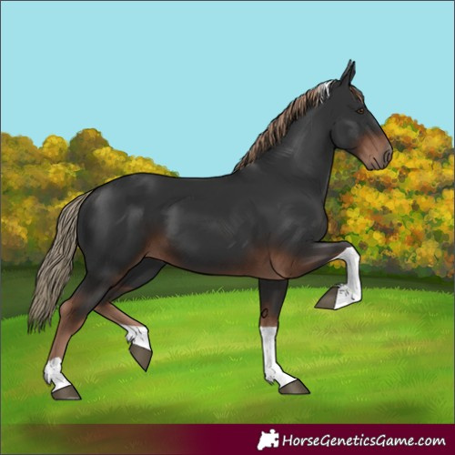 Horse Color:Liver Chestnut Tobiano