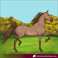 Horse Color:Red Dun Rabicano
