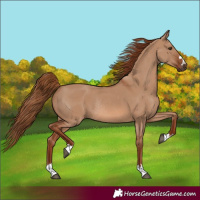 Horse Color:Red Dun Rabicano 