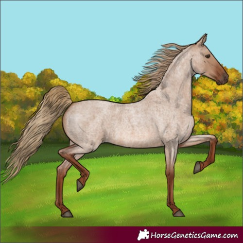 Horse Color:Red Dun Roan Rabicano 