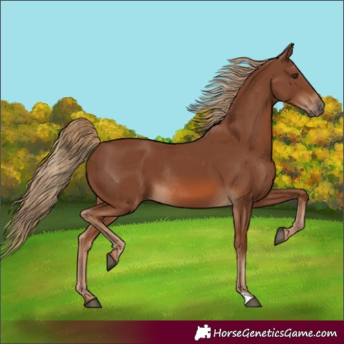 Horse Color:Chestnut Rabicano 