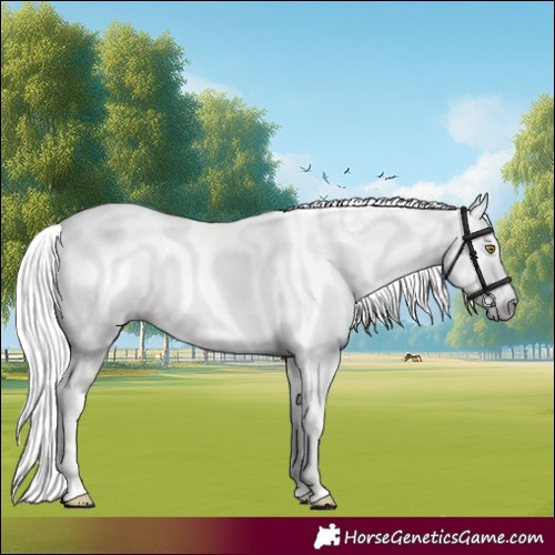 Horse Color:Gray Gold Champagne Tobiano