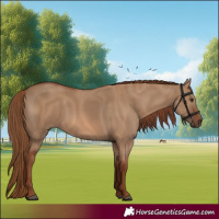 Horse Color:Red Dun Rabicano 