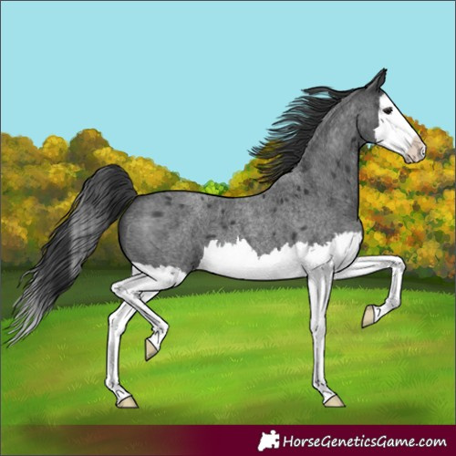 Horse Color:Blue Roan Splash 