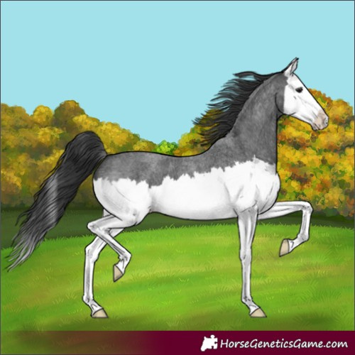 Horse Color:Blue Roan Splash 
