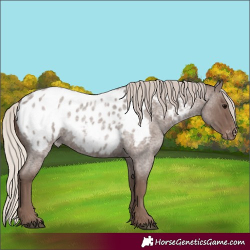Horse Color:Silver Blue Roan Appaloosa 