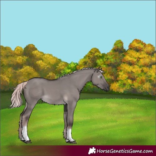 Horse Color:Gray Platinum Chocolate Palomino Dun Tobiano Rabicano 