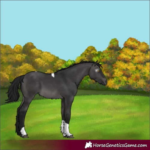 Horse Color:Gray Platinum Brown Dun Tobiano Rabicano 