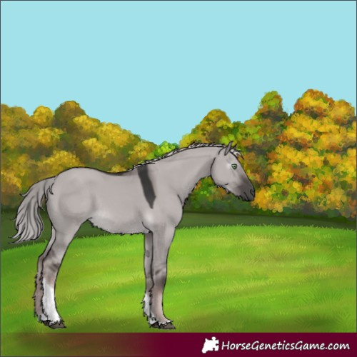 Horse Color:Gray Platinum Chocolate Palomino Dun Tobiano Rabicano 
