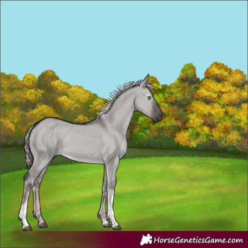 Horse Color:Gray Platinum Chocolate Palomino Dun Tobiano Rabicano 