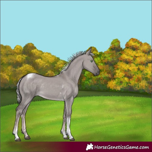 Horse Color:Platinum Chocolate Palomino Dun Tobiano Rabicano 
