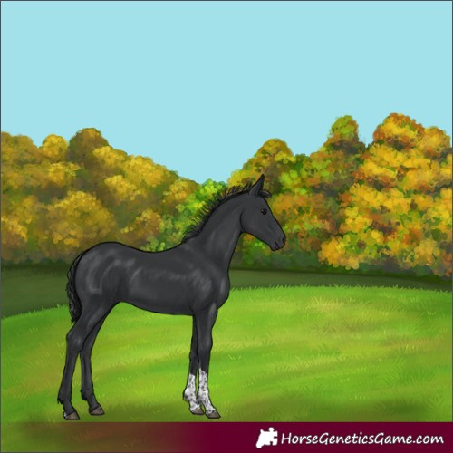 Horse Color:Black Tobiano 