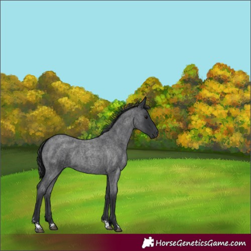 Horse Color:Blue Roan Sabino 