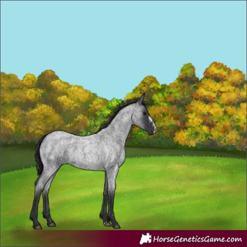 Horse Color:Blue Roan Sabino 
