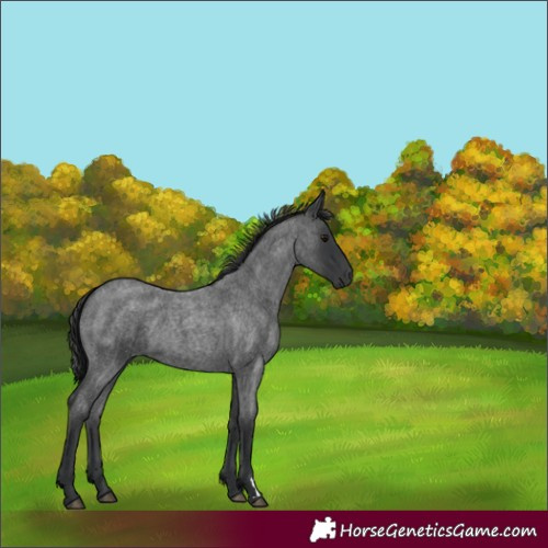 Horse Color:Blue Roan 