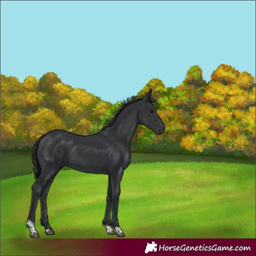 Horse Color:Black Tobiano 