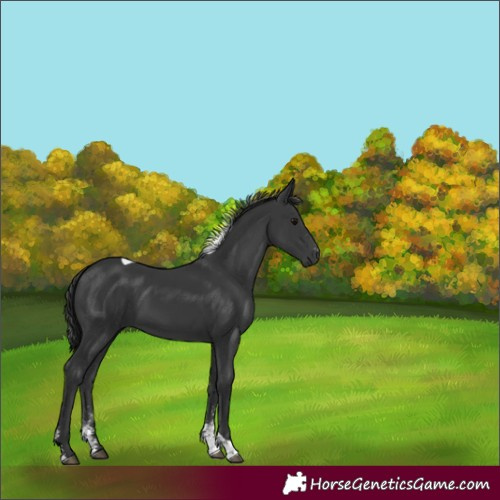 Horse Color:Black Sabino Tobiano 