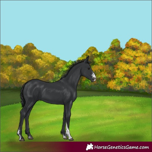 Horse Color:Black Sabino Tobiano 