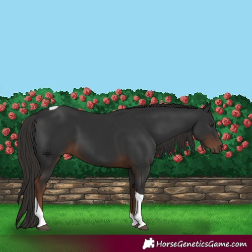 Horse Color:Liver Chestnut Tobiano 