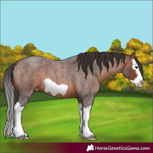 Horse Color:Brown Roan Splash Frame 