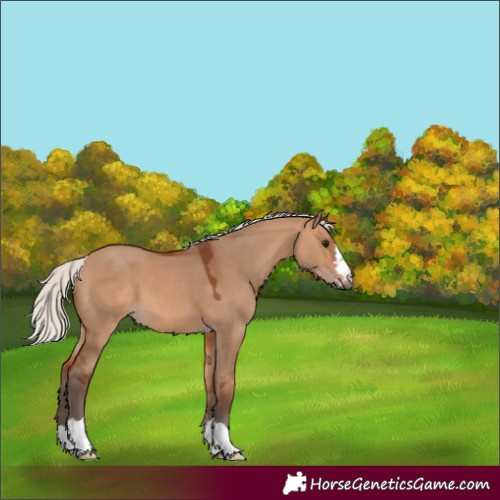 Horse Color:Silver Bay Dun 