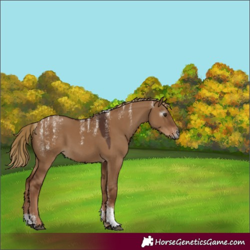 Horse Color:Powder White Gray Red Dun 