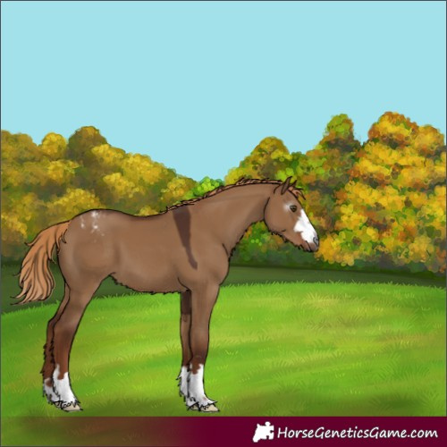 Horse Color:Gray Red Dun Varnish 