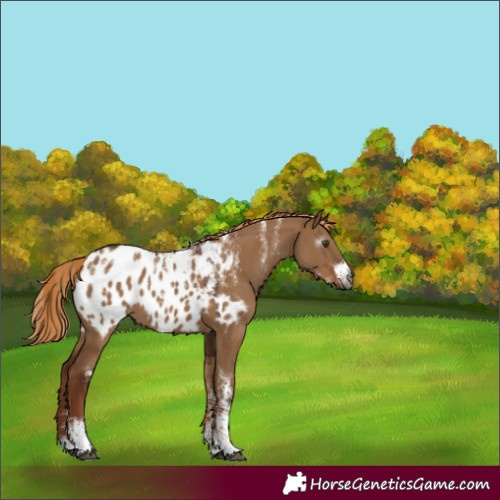 Horse Color:Powder White Gray Red Dun Appaloosa 