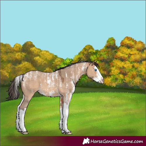 Horse Color:Powder White Bay Dun Sabino Splash 