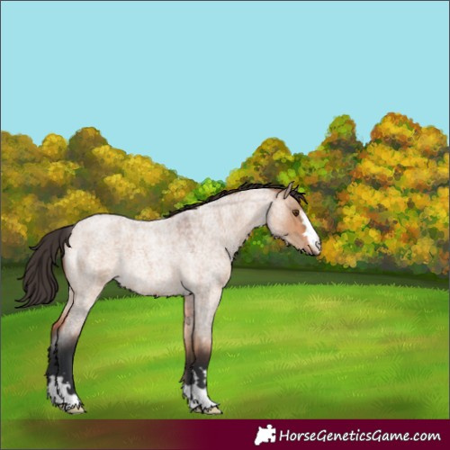 Horse Color:Bay Roan Dun 
