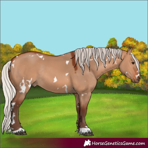 Horse Color:White Spotted Silver Bay Dun Rabicano 