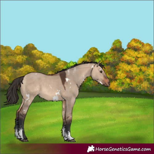 Horse Color:Powder White White Spotted Bay Dun Rabicano 