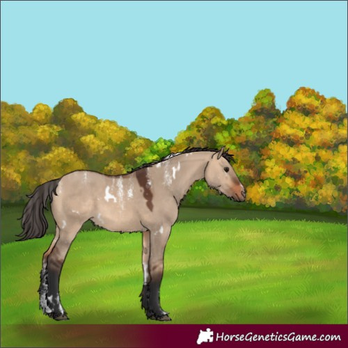 Horse Color:Powder White White Spotted Bay Dun Rabicano 