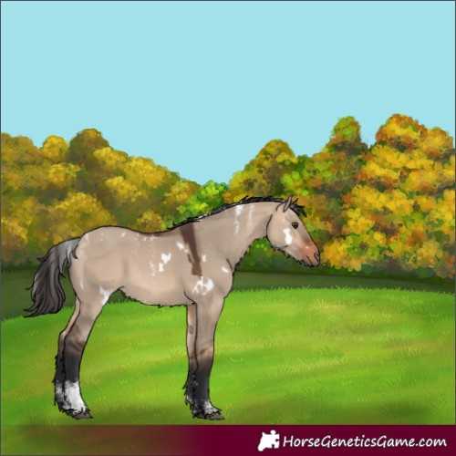 Horse Color:Powder White White Spotted Bay Dun Rabicano 
