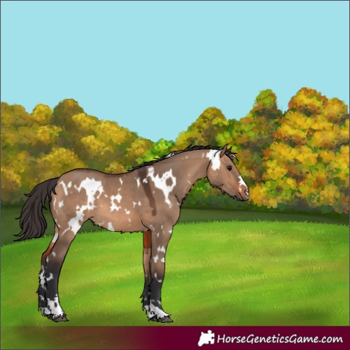 Horse Color:White Spotted Bay Dun 