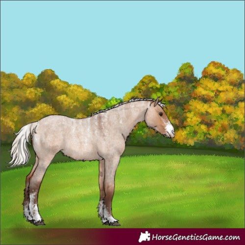Horse Color:Powder White Silver Bay Roan Dun Rabicano 