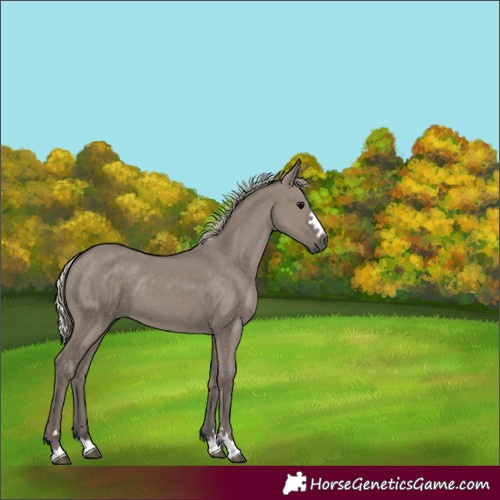 Horse Color:Silver Grullo 