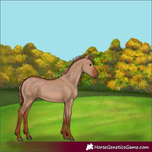Horse Color:Red Dun Rabicano 
