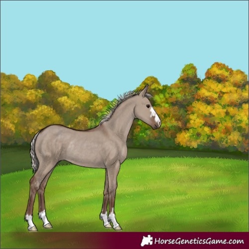 Horse Color:Silver Grullo Rabicano 