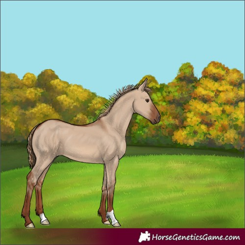 Horse Color:Red Dun 