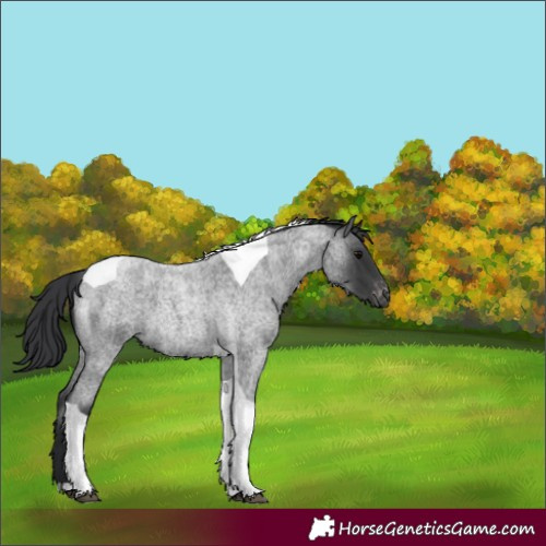 Horse Color:Blue Roan Tobiano Appaloosa 