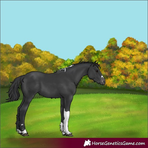 Horse Color:Black Tobiano Appaloosa 